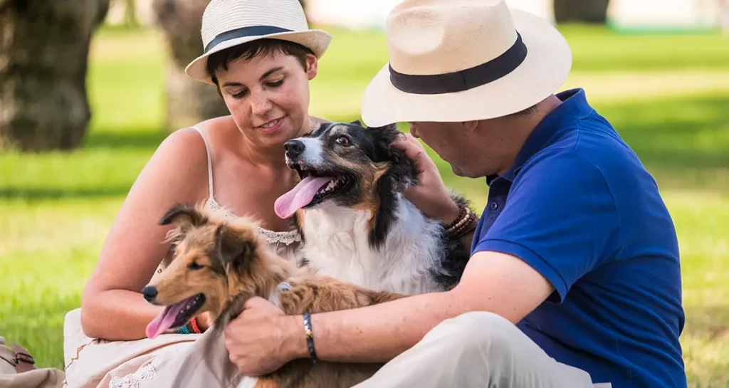 Esterilización en Perros